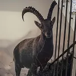 Gaestehaus Kaiserblick לינה וארוחת בוקר 3*