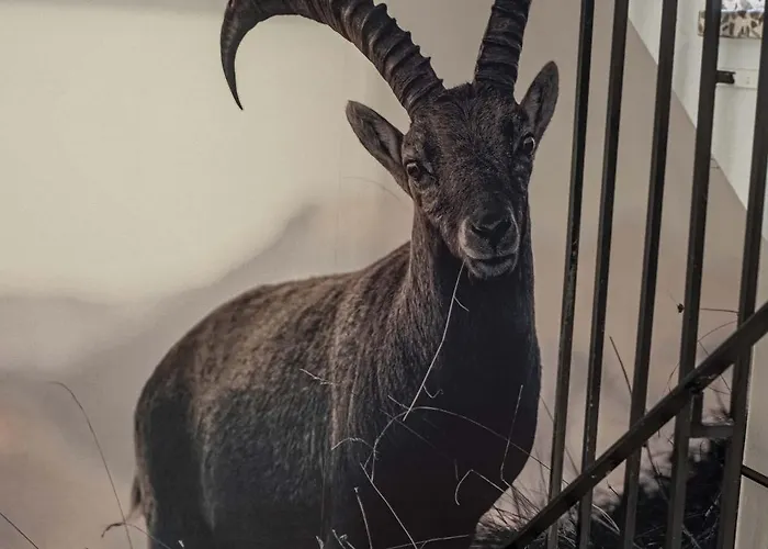 Gaestehaus Kaiserblick Отель типа 